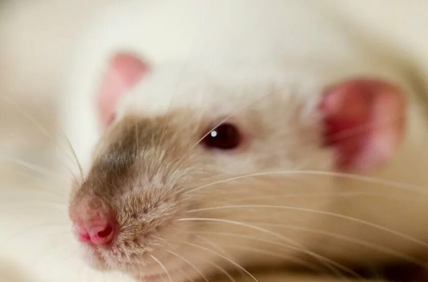 Микроплазмоз. Крыса Дамбо Сиамская. Микоплазмоз у декоративных крыс.