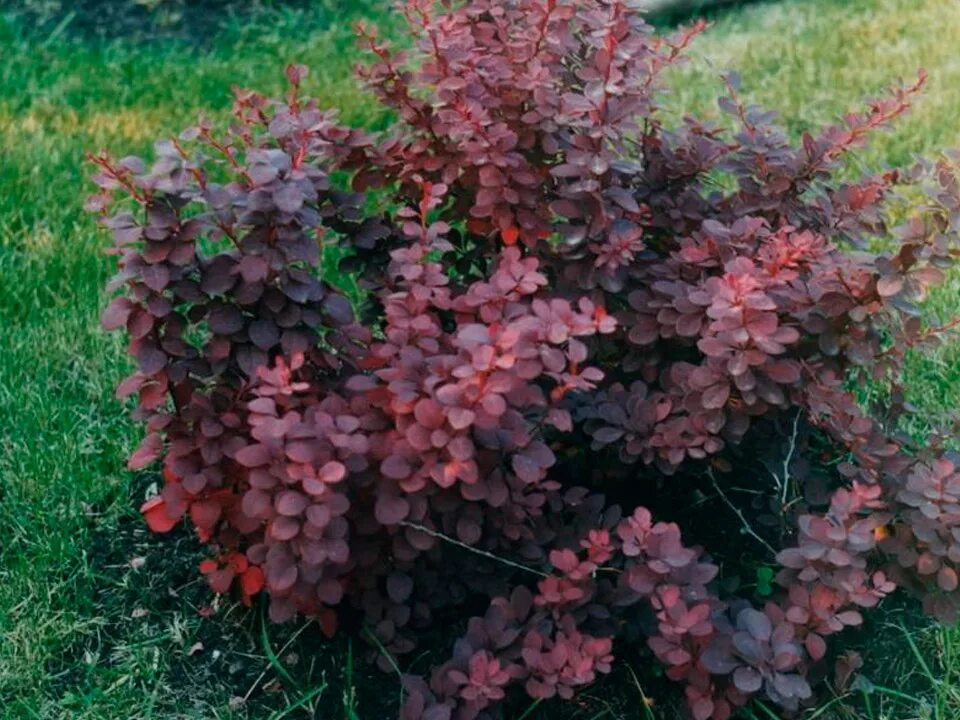 Кустарник с темными листьями