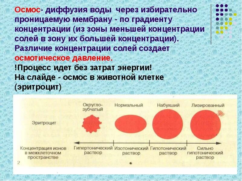 Осмос эритроцитов. Осмос в мембране клетки. осмос через мембрану клетки. диффузия по градиенту концентрации.