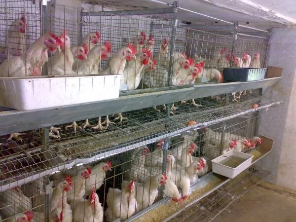 Выгодно содержать кур. Мини птицеферма кур несушек. мини птицеферма кур бройлеров. курятник для несушек леггорн на 500 курей. мини ферма курятник.
