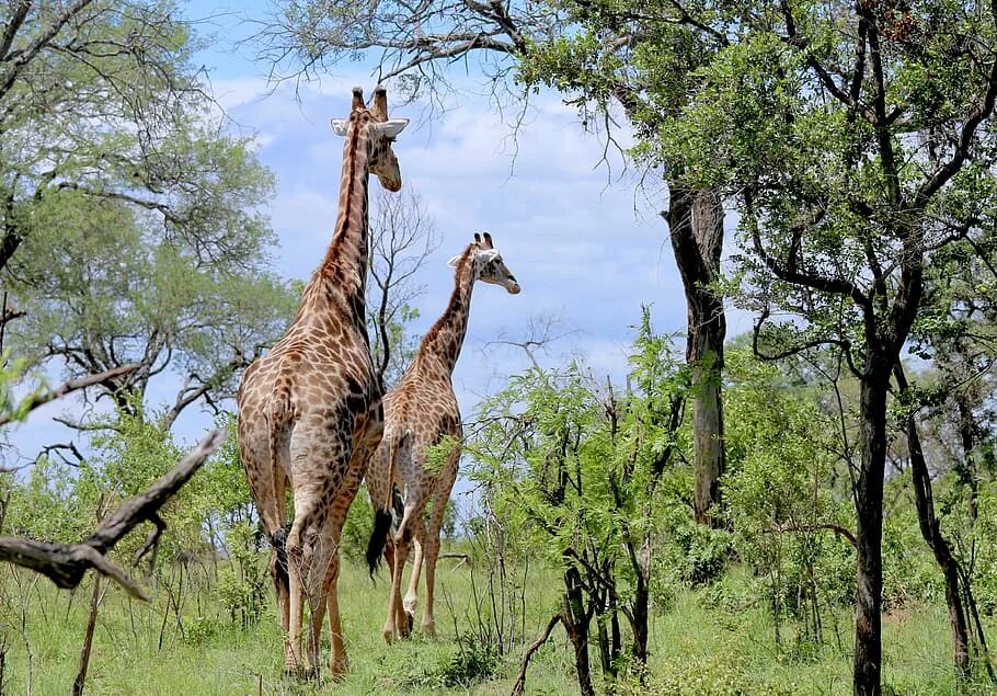 Жирафы в Африке. Жираф саванны Африки. Жирафы из Африки. Доисторические Жирафы.