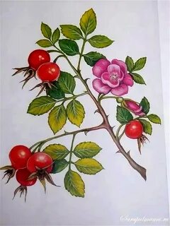 Шиповник детям