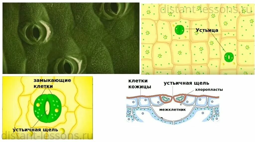 Строение устьиц растений. Ткань замыкающие клетки устьица. Строение растительной клетки устьица. Замыкающие клетки устьиц листа.