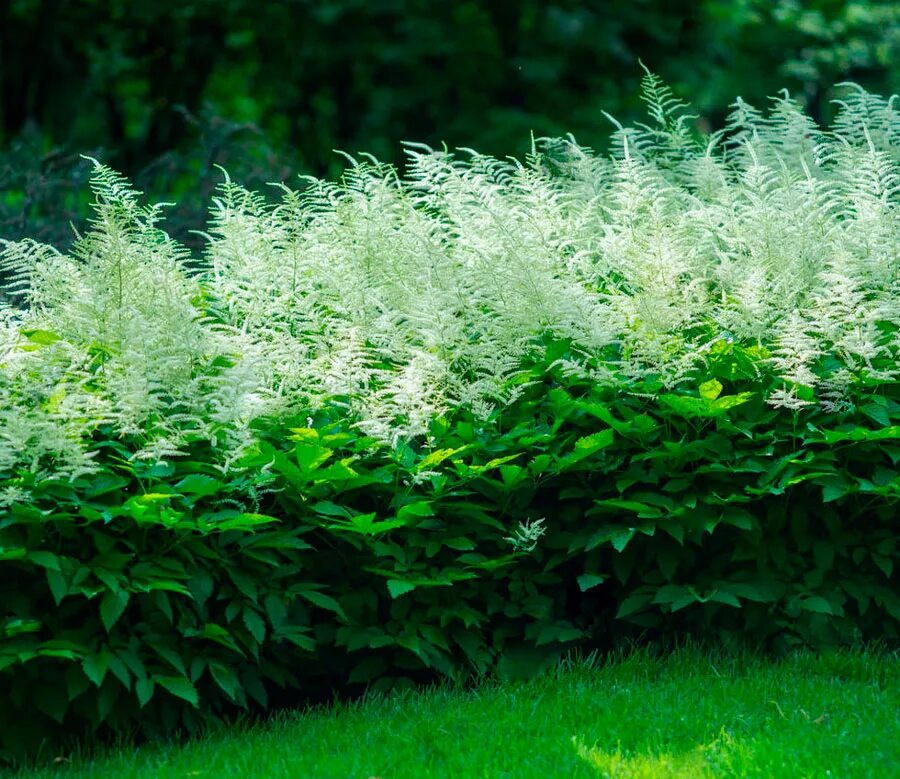 Арункус фото. Арункус / Волжанка двудомная. Волжанка двудомная (Aruncus dioicus). Волжанка Арункус обыкновенная. Волжанка китайская (Aruncus sinensis `Zweiweltenkind`).