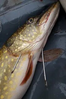 Fishing yesterday