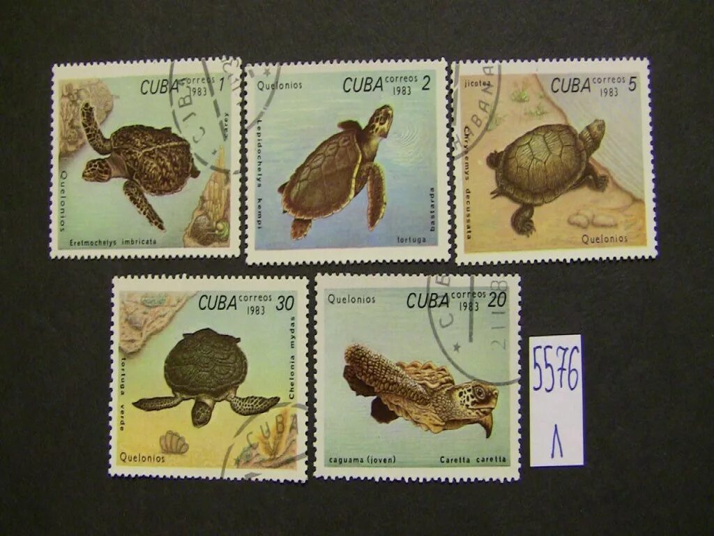 Марки кубы. Марка cuba 1983. марка куба correos 1983. почтовые марки cuba 1983. марки куба черепахи 1983.