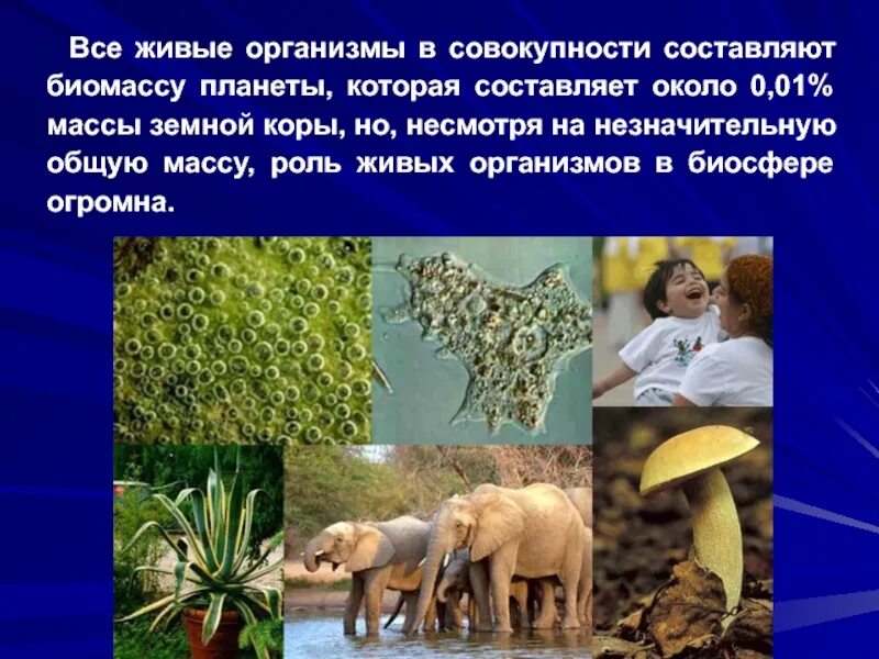 В биосфере биомасса животных во много. Живые организмы. Роль организмов в биосфере. Живые организмы в биосфере. Роль живых организмов в биосфере.