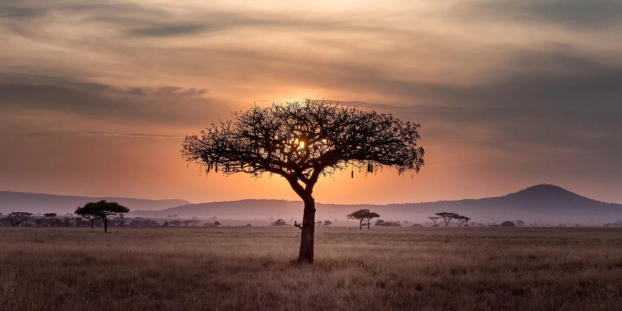 Каждое утро в африке. Африка пейзаж. Одинокое дерево. Просторы Африки. Небо саванны.
