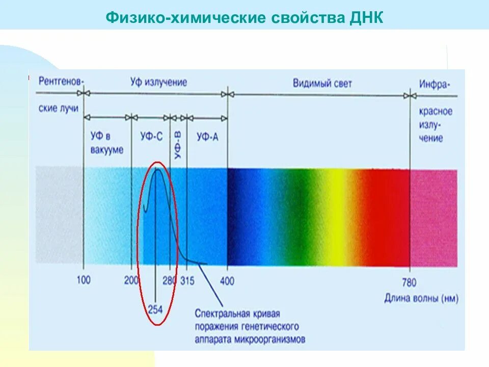 Диапазон длин волн рентгеновского излучения. Длина волны рентгеновского излучения. Рентгеновские лучи диапазон длин волн. Рентген диапазон длин волн. Излучение поглощение частота