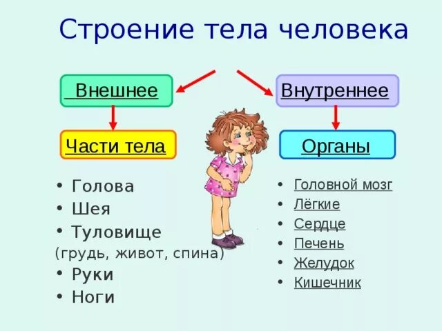 Строение тела человека. Внешнее строение тела человека. Внешнее и внутреннее строение тела человека. Строение человека внутренние и внешние органы.