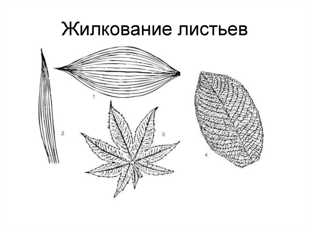 Параллельное 2 дуговидное 3 пальчатое 4 перистое. Сетчатое пальчатое жилкование. Сетчатое параллельное и дуговое жилкование. Жилкование листьев параллельное дуговое перистое. Перисто сетчатое жилкование листьев.