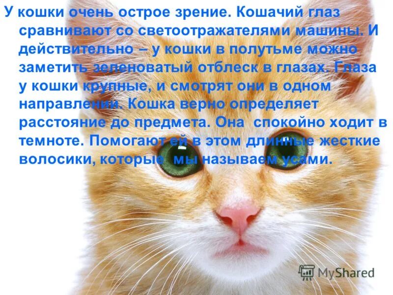 История про котов и кошек. Рассказ о котах. Рассказ про кота. Рассказ про кошечку. Текст про кошку.