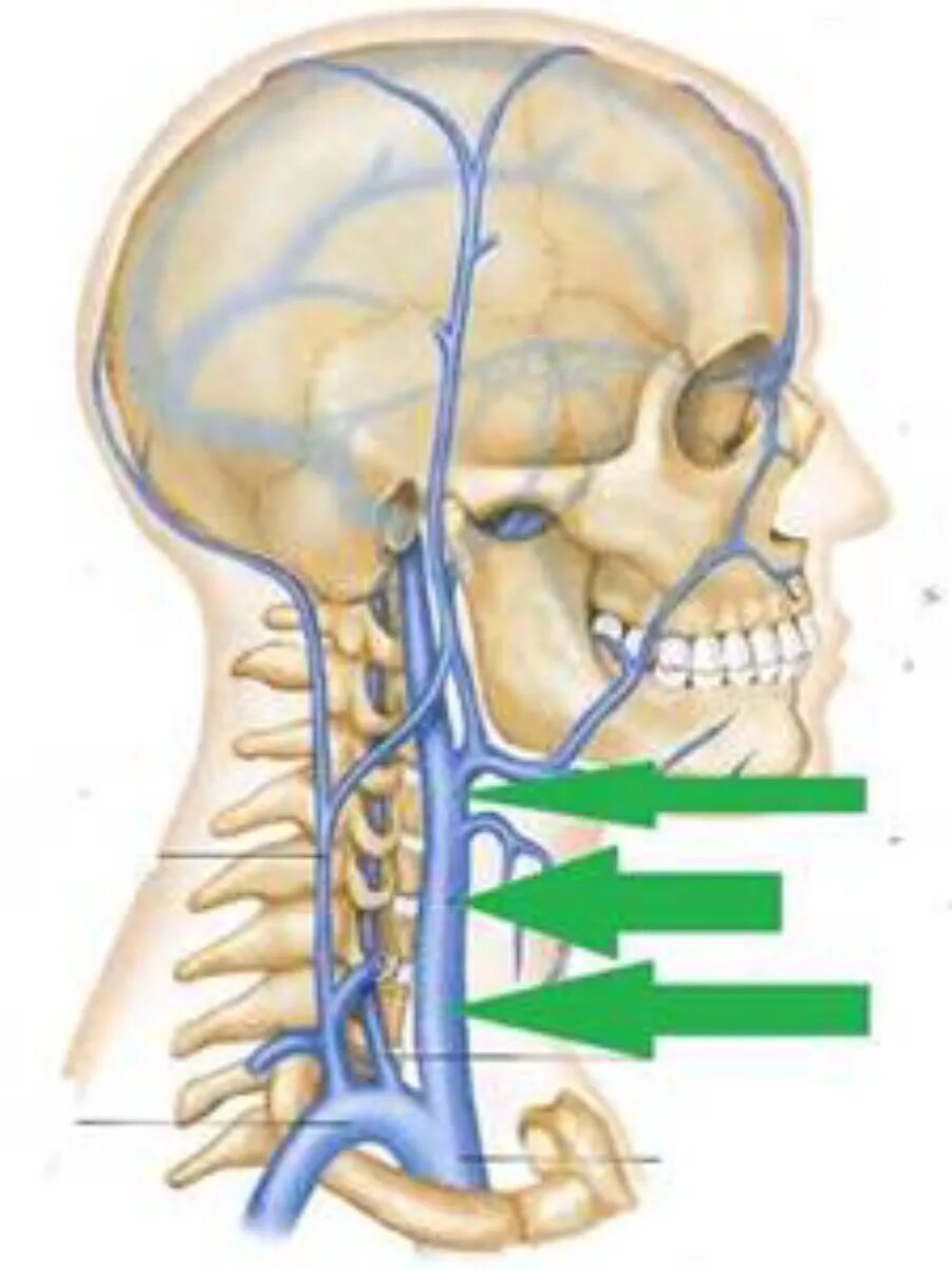 Наружная яремная Вена анатомия. Внутренняя яремная Вена анатомия.