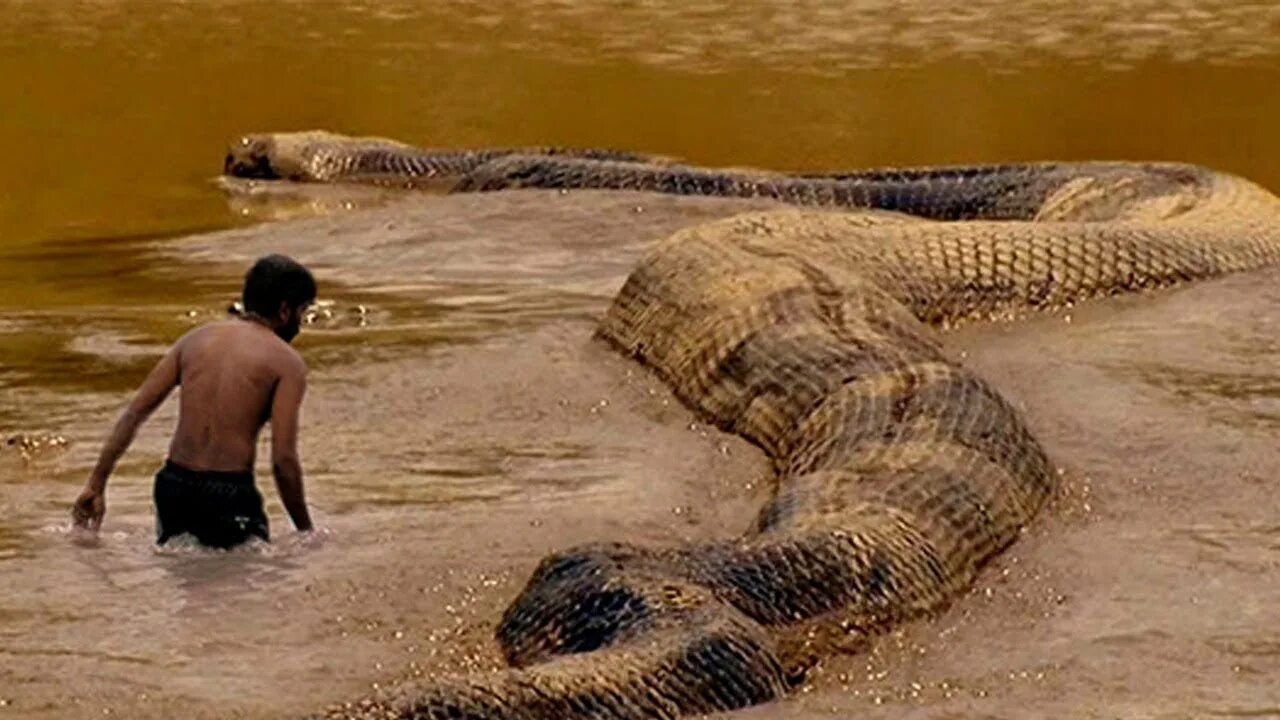 Самый большой змей в мире фото. Самая большая Анаконда 41м. Амазонка река Анаконда. Анаконда в Амазонке.