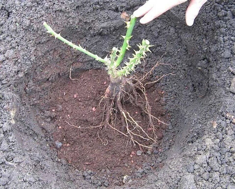 Когда можно раскрывать розы после зимы. Корень плетистой розы. посадка роз весной в открытый грунт. почвопокровная саженец розы.