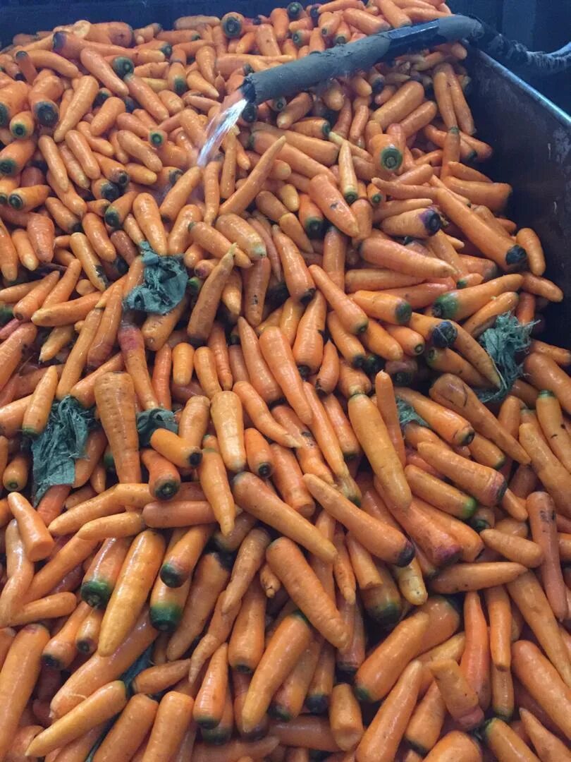 Купить морковь оптом. Морковь оптом. Морковь Киргизия. Покупка оптом моркови. Купить морковь оптом урожай 2022 г.