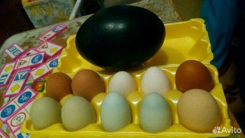 Яйцо доминанты купить. Инкубационное яйцо синь синь Дянь. Курица синь синь Дянь. Синь синь Дянь мясо. Синь-синь-Дянь порода.