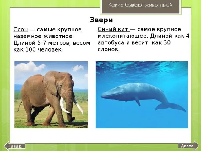 Тест какими бывают животные 2 класс. Самое крупное сухопутное животное. какие жиаотные бывают синемы. синий кит весит как 30 слонов. какие бывают синие животные.
