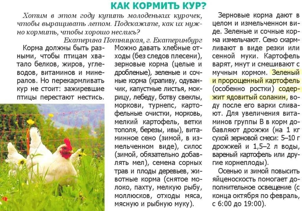 Лебеда можно ли давать курам. Чем лучше кормить курей. Таблица норма кормления цыплят. Лебеда сорняк. Кормление кур несушек в домашних условиях.