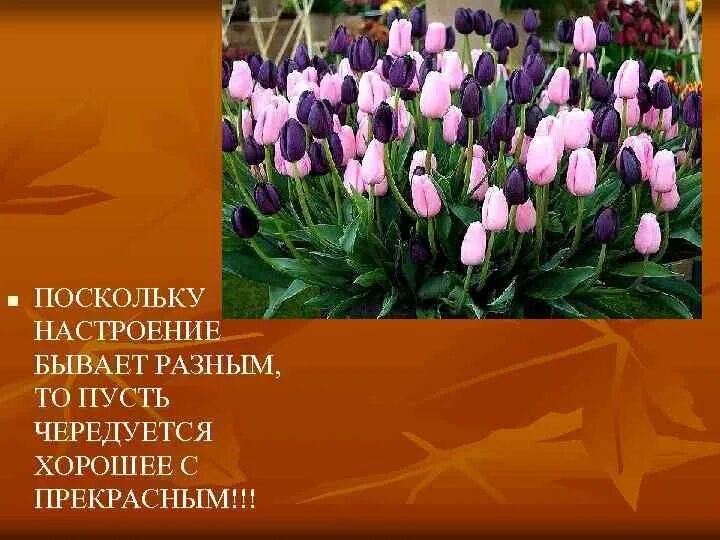 Настроение бывает разное. Поскольку настроение бывает разным пусть чередуется. поскольку настроение бывает. пусть хорошее чередуется с прекрасным. поскольку настроение бывает разным.