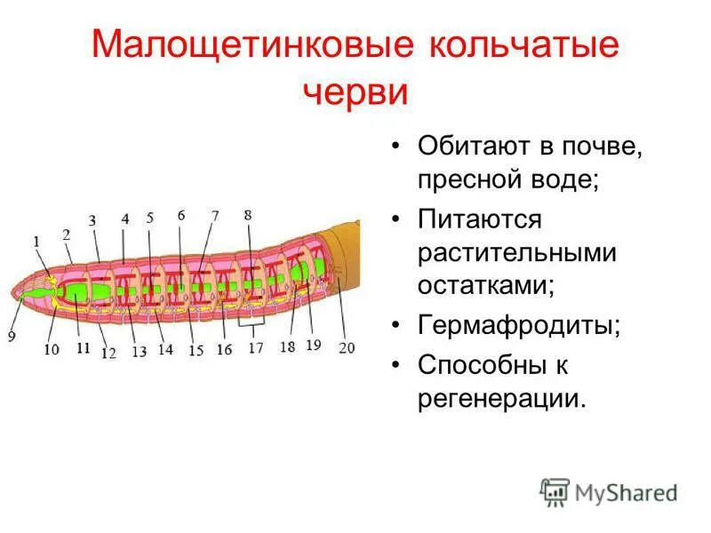 Система малощетинковых червей