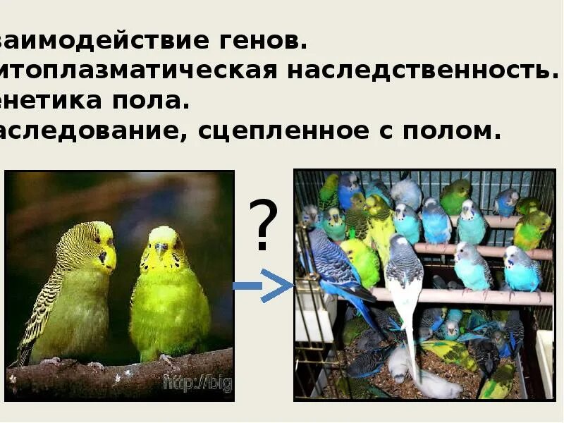 Ген генотип наследственность. Генетика наследственность. Взаимодействие генов. Генетика пола.. Взаимодействие наследственности и среды в развитии человека. Наследственность картинки животные.