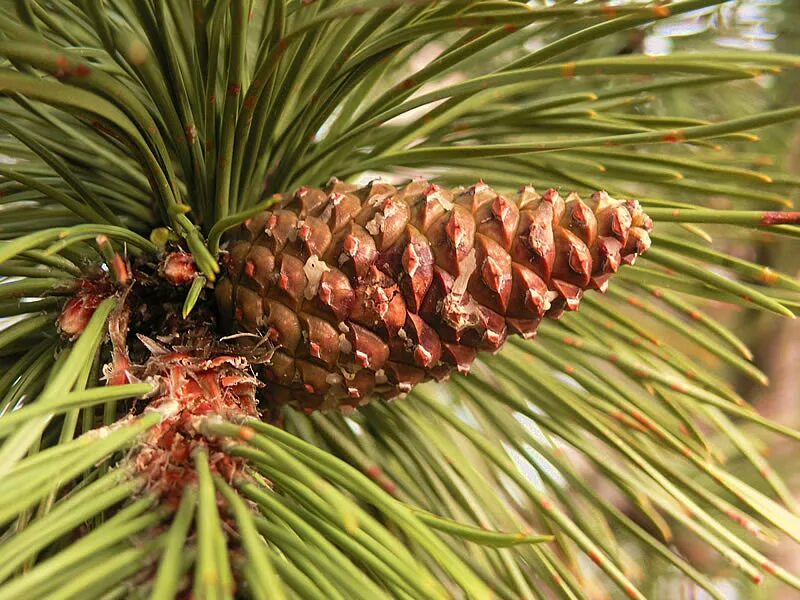 Купить семена хвойных. Pinus nigra. Сосна Pinus nigra. Pinus nigra шишки. Сосна черная Зальцмана.