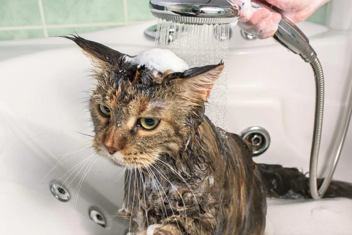 После мытья кошки. Кошку купают. Мытье кошки. Котик моется. Кот которого помыли.