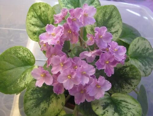 Фиалка 23-Река Москва с сайта African violets plants, Saintpaulia, African viole
