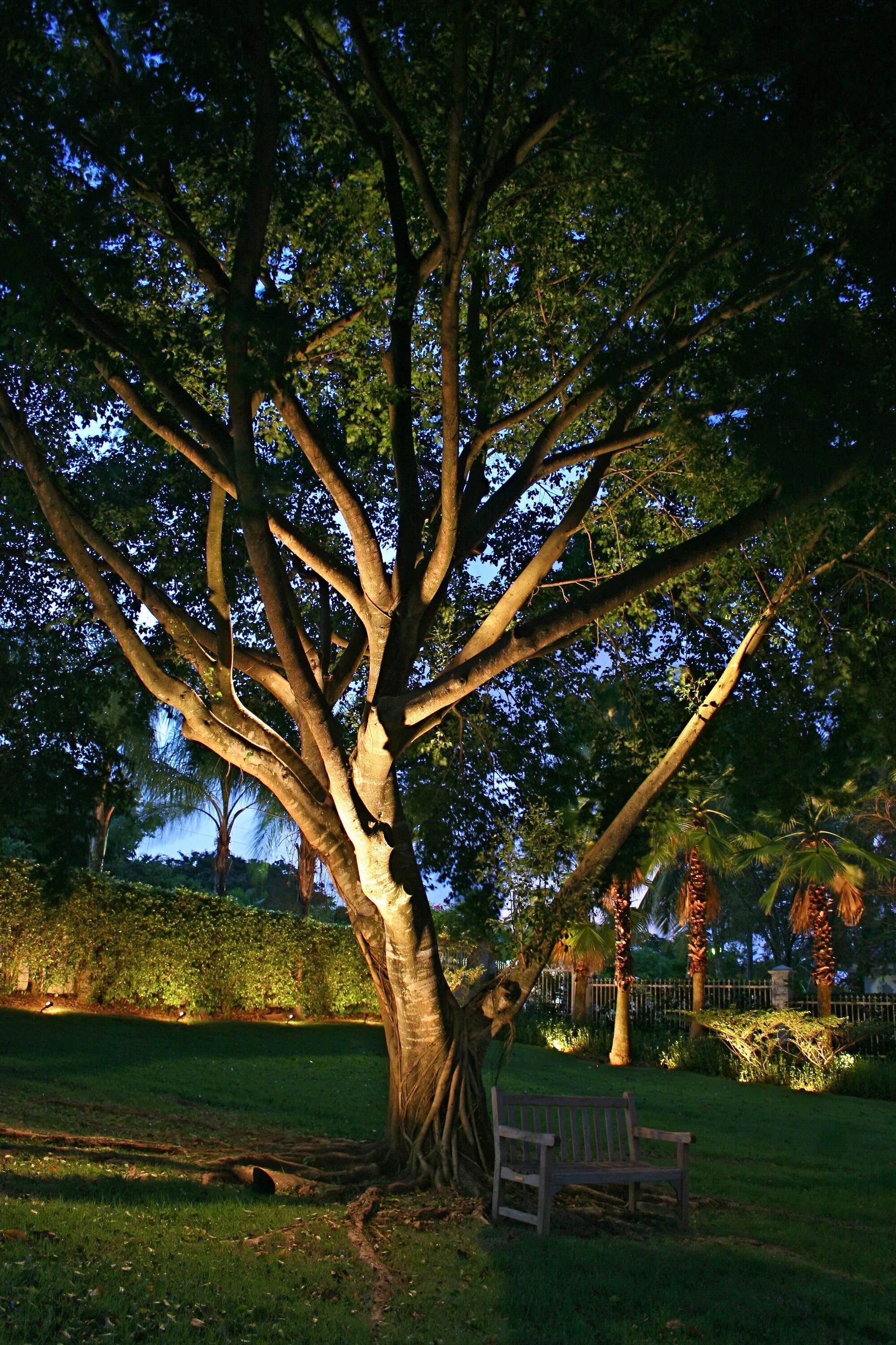 Tree lighting