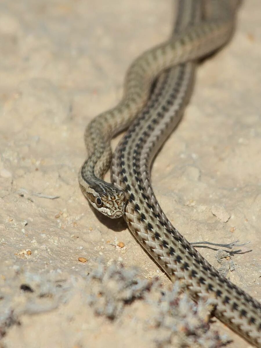 Змея стрела. Стрела-змея (Psammophis lineolatus). Чешуелобый полоз. Змея стрела Кавказская. Змея стрела в Казахстане.