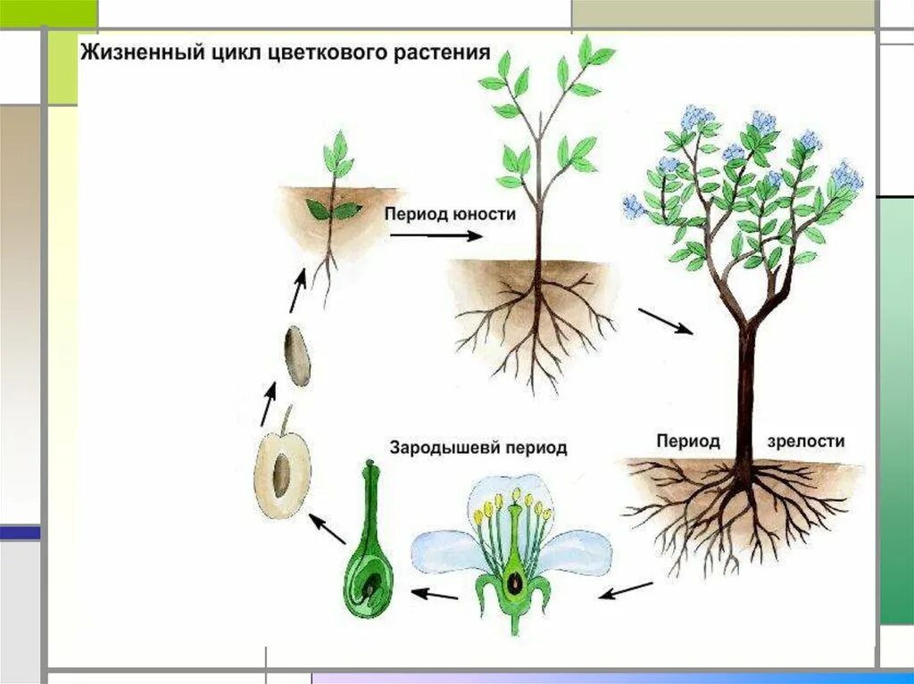 Жизненный цикл цветковых растений схема. Жизненный цикл растений однолетнего схема. Стадии развития цветковых растений. Жизненный цикл цветкового растения.