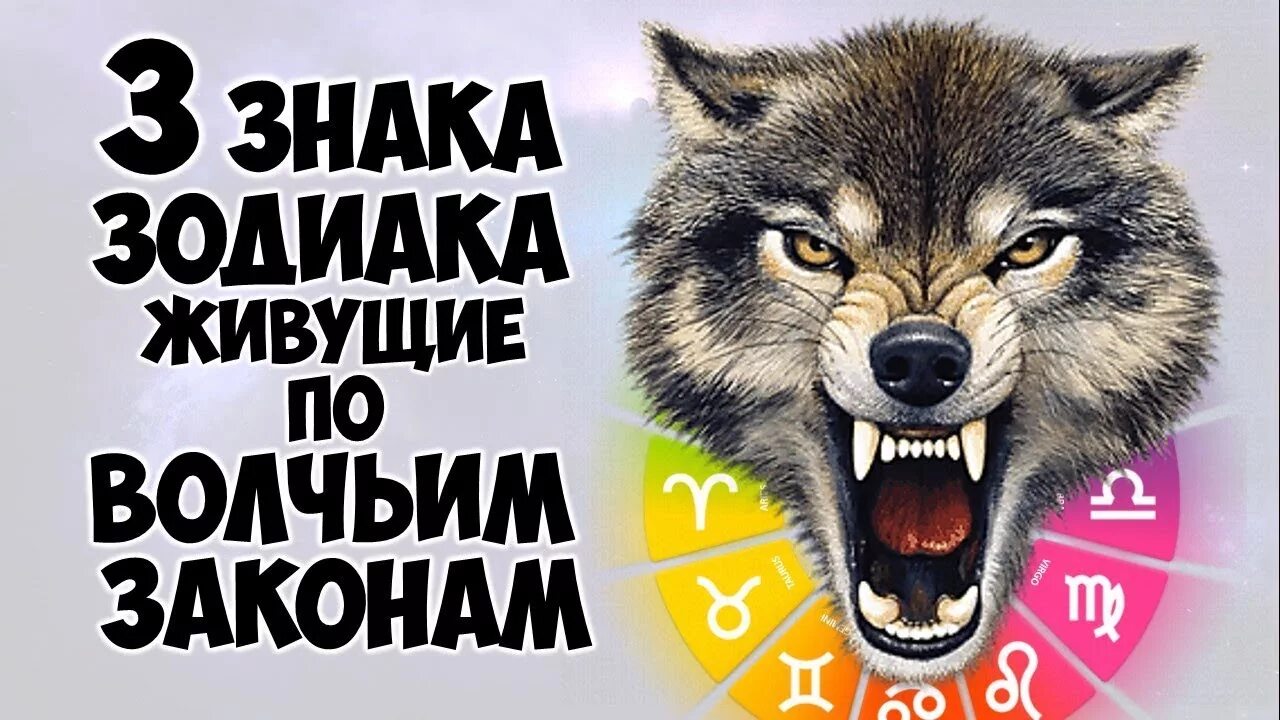 Простите все кто мне не мил что иногда гляжу по-волчьи. Волк умные цитаты. Цитаты волка. Волк арт. Статусы с волками.