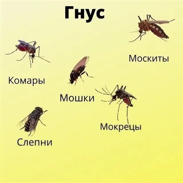 Комары мокрецы. Комары мокрецы