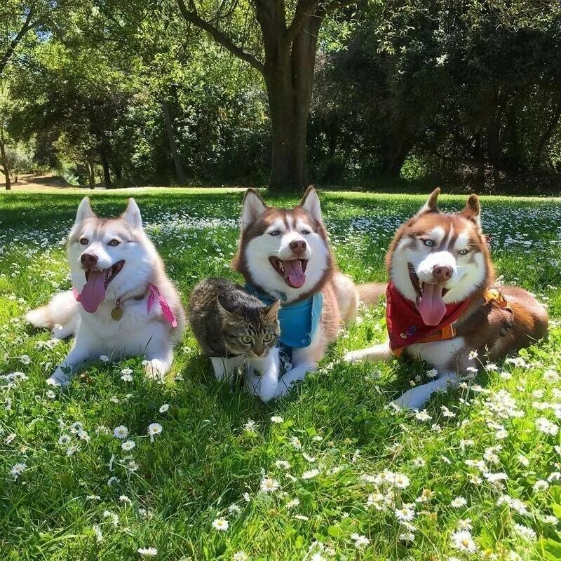 Среди собак. Собака среди кошек. Среди собак. Хаски и кошка. Хаски и кот.