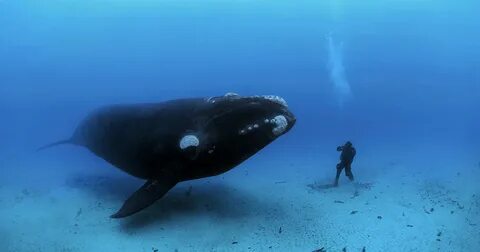 Brian-Skerry-photogr. 