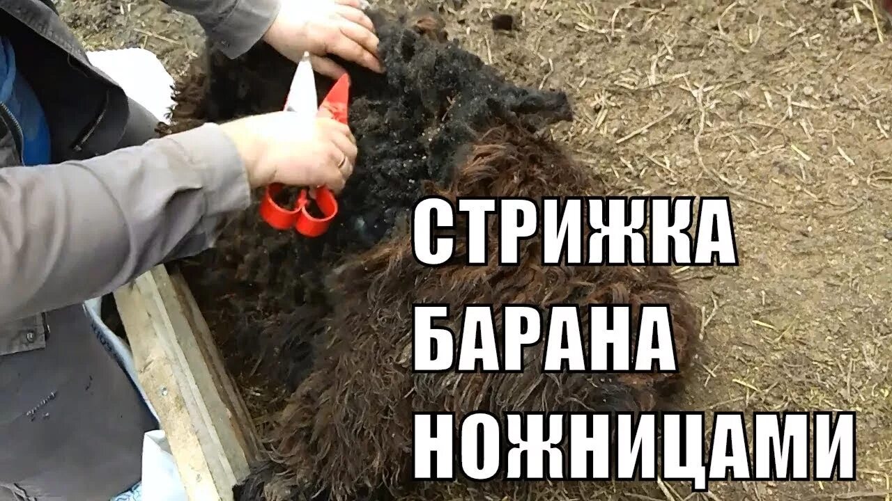 Перевод слова чувак. Стрижка овец. Шикса значение. Чувак значение слова. Фермер американец.