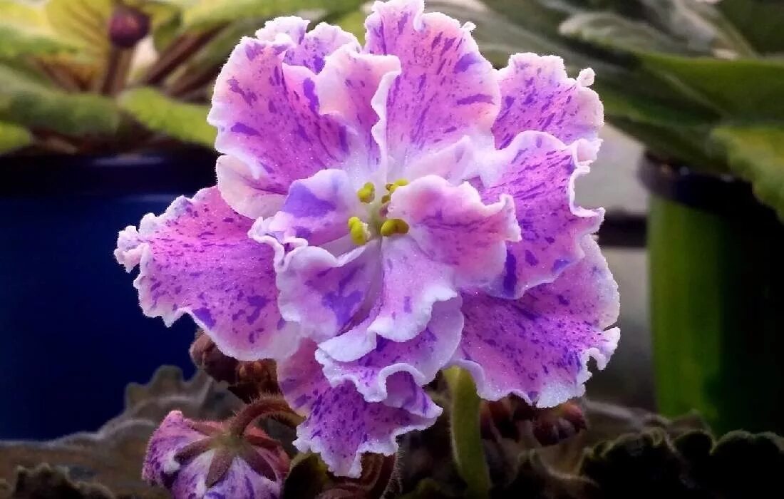 Сорт фиалки айсберг селекционер. Какой сорт фиалки. Шапочное цветение фиалок. Какой сорт фиалки. Какой сорт фиалки.