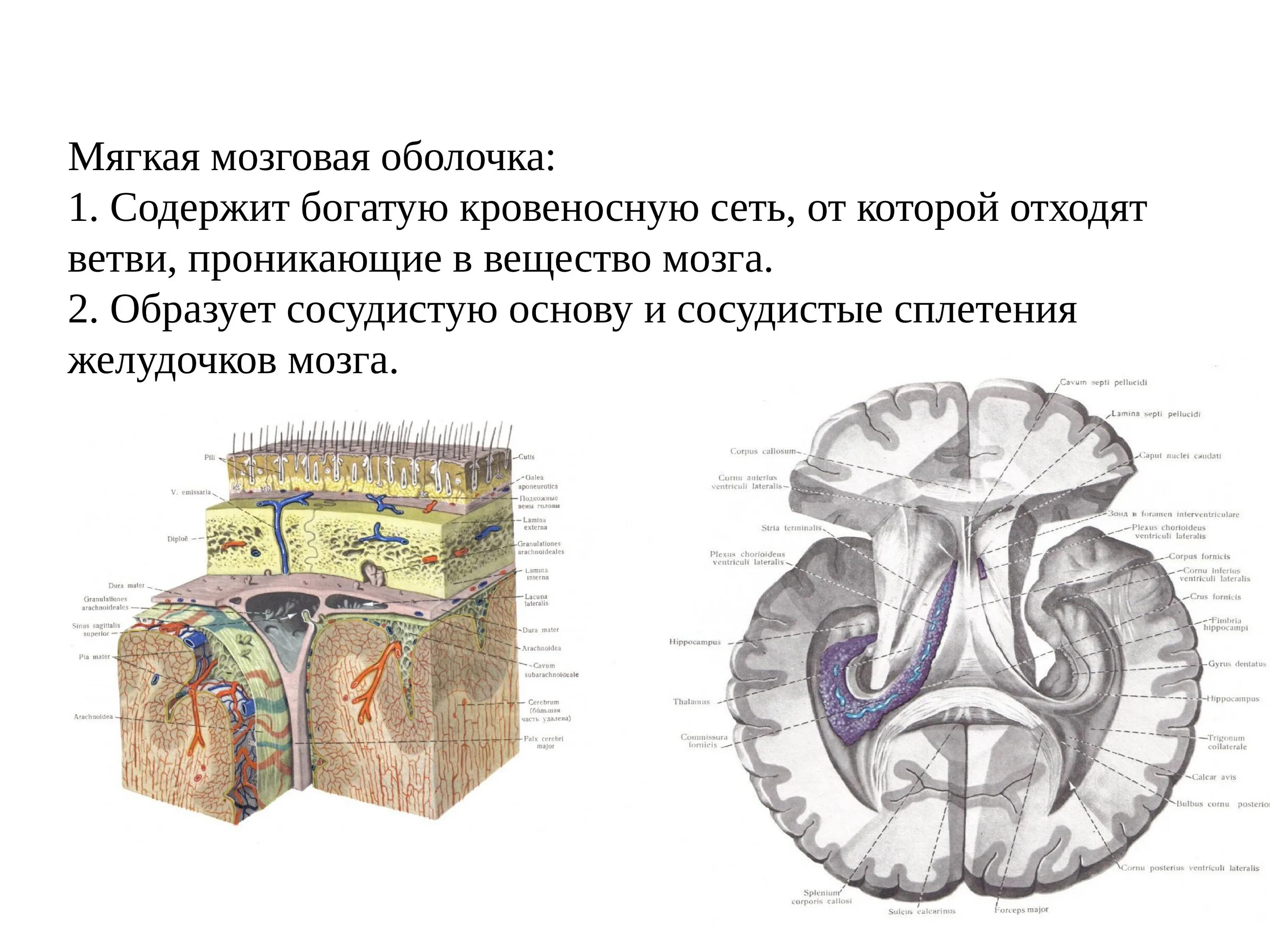 Какие оболочки мозга. Паутинная оболочка головного мозга. Строение мягкой мозговой оболочки. Мягкая оболочка головного мозга функции. Твердая мозговая оболочка головного мозга схема.