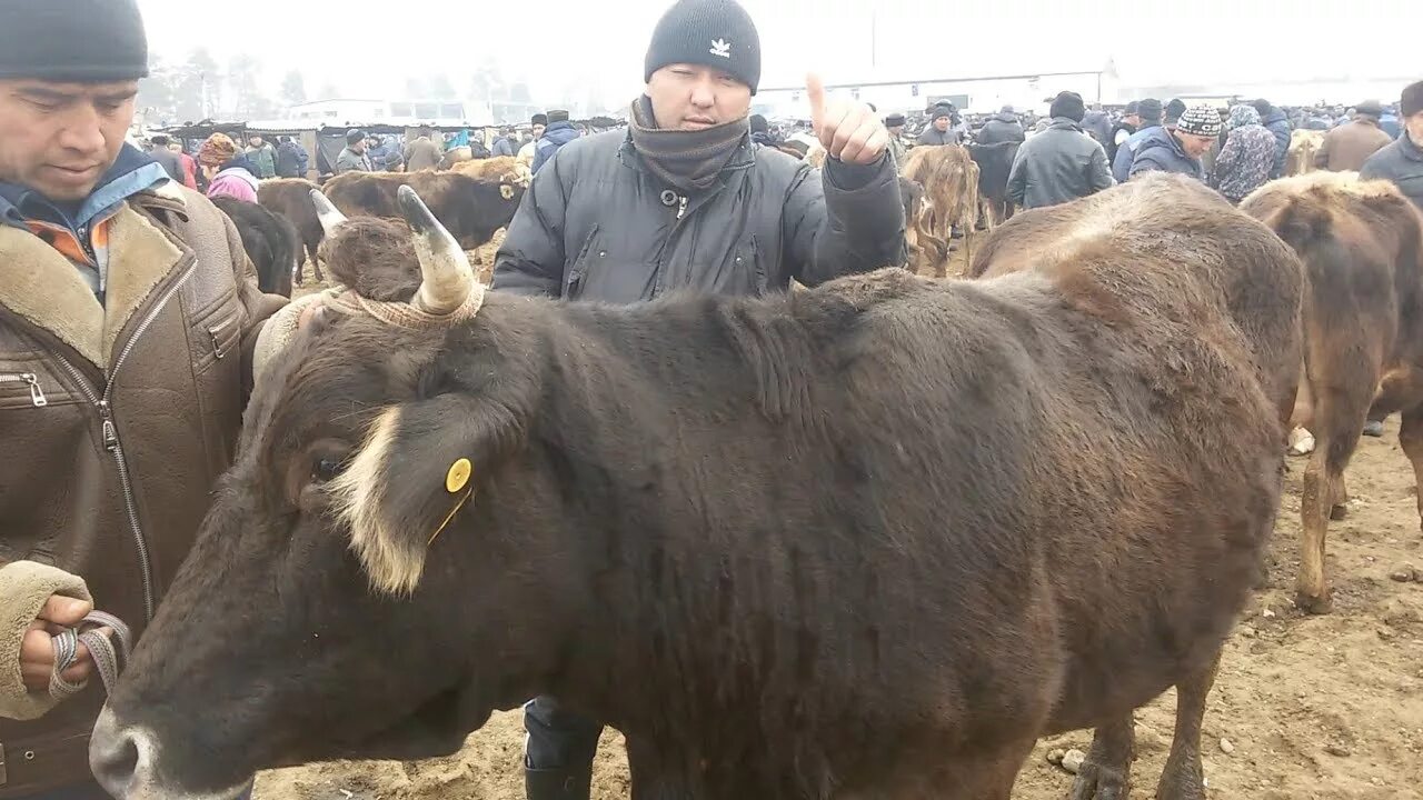 Манас базар. Скотный рынок в дагестане. Скотный рынок манас. Базар корова. Скотный рынок.