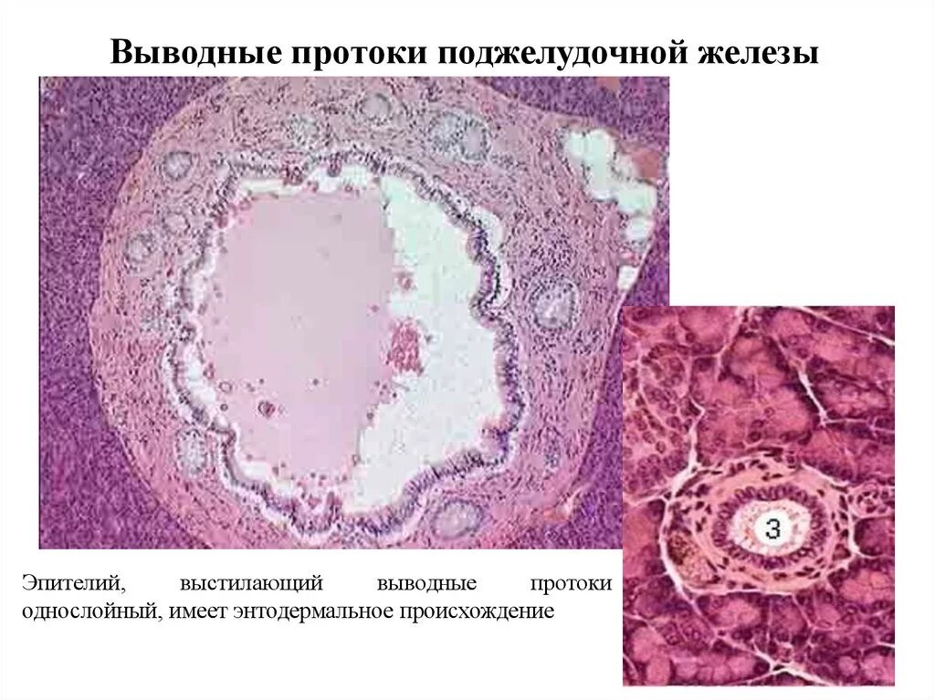 Эпителий печени и поджелудочной железы. Строение поджелудочной железы гистология. Выводной проток поджелудочной железы гистология. Протоки поджелудочной железы эпителий. Строение поджелудочной гистология.