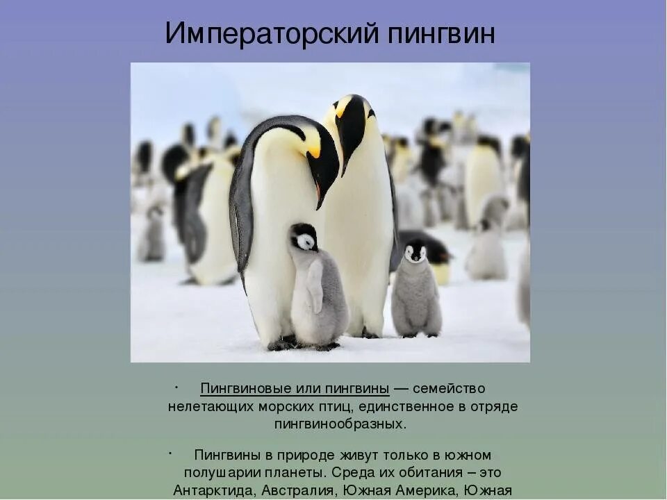 Как размножаются и развиваются пингвины
