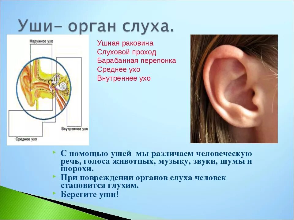 Тест по теме орган слуха. Уши орган слуха.