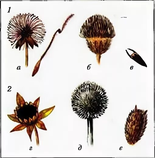 Строение плода репейника рисунок. Соплодие гравилата. Строение плода репейника. Плоды репейника рисунок. Соплодия гайлардии.