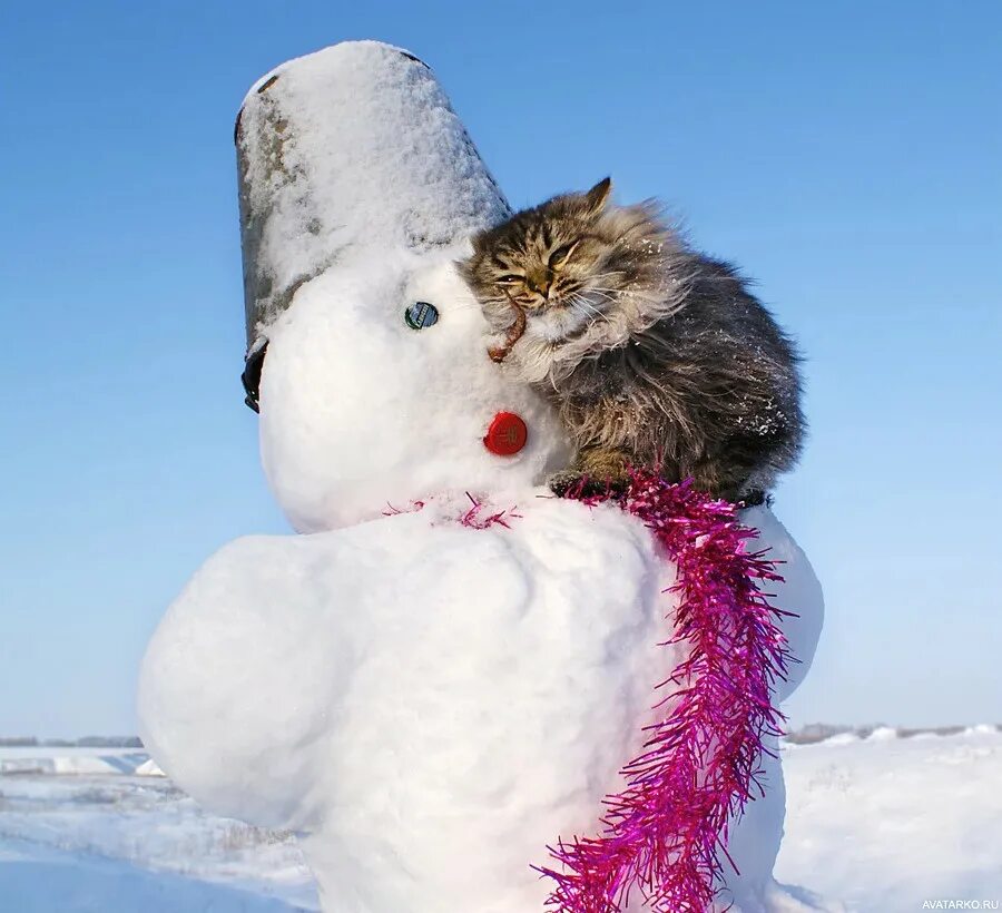 Кот обнимает снеговика. Зимнее настроение. Зима прикольные. Снежный день.