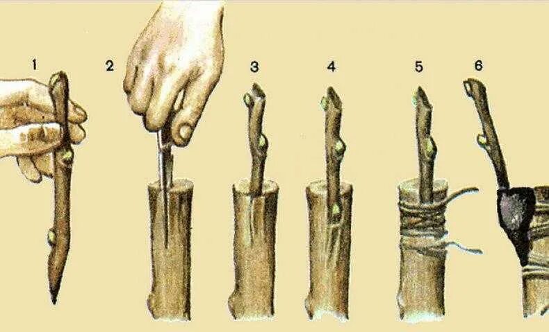 Время прививки плодовых деревьев. Способы прививки плодовых деревьев окулировка. Способы прививки яблони окулировка. Прививка яблони методом окулировки. Окулировка яблони весной.