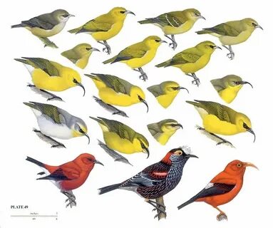 Bird example