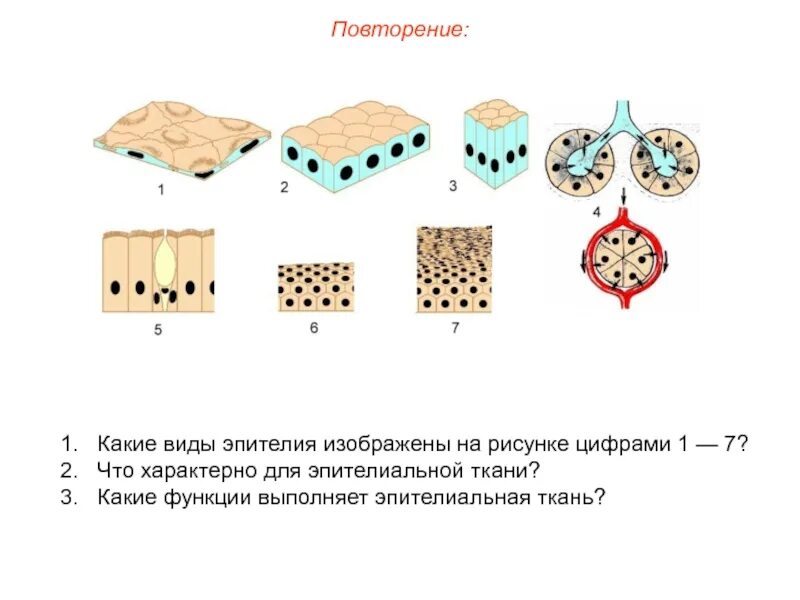 Типы эпителиальной ткани. Эпителиальная ткань Тип ткани. Клетки эпителиальной ткани. Строение эпителиальной ткани.