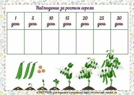 Дневник наблюдений за растениями
