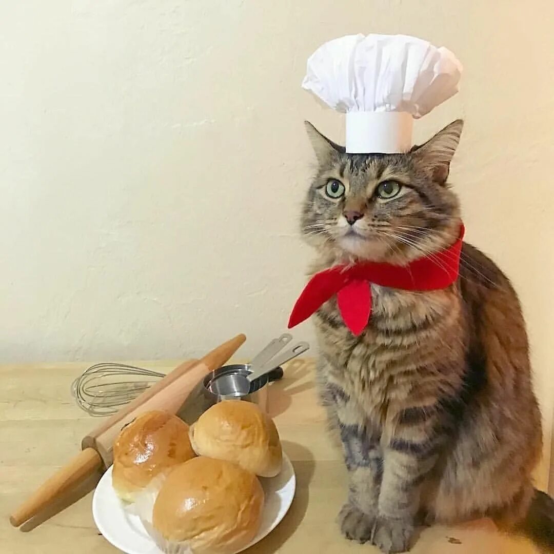 Cooking cat. Кот повар. Кот в поварском колпаке. Котенок в поварском колпаке. Кот в костюме повара.